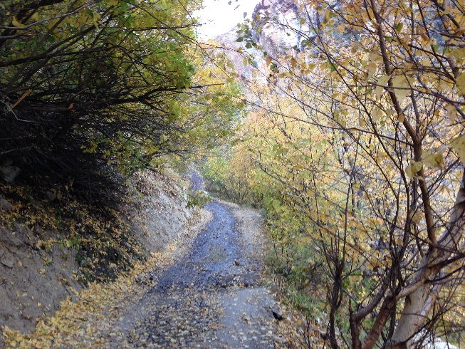 طبیعت زرد پاییزی هنگام صعود به قله توچال از مسیر آهار - شکرآب - توچال 